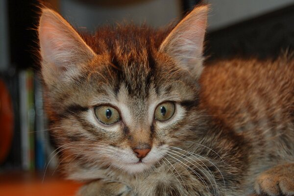 La mirada sorprendida de un adorable gatito