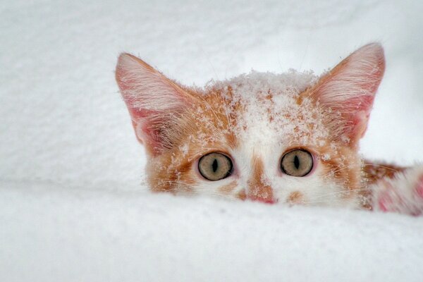 A red-haired cat in white fluffy snow