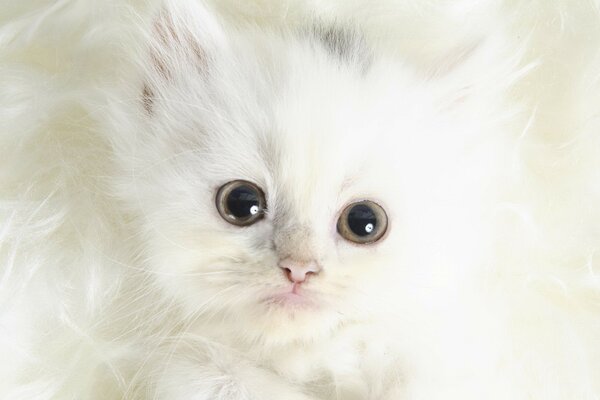 Bola de pelo blanco pequeño gatito peludo lindo