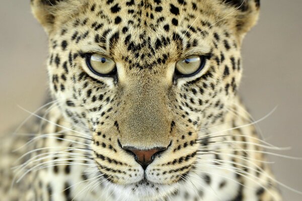 Mirada seria de leopardo de primer plano