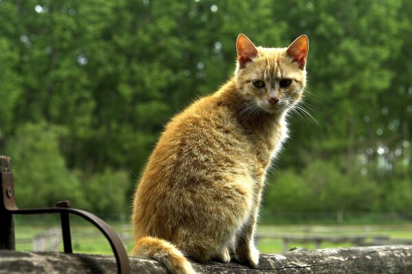 Eine einsame Katze vermisst niedlich am Zaun