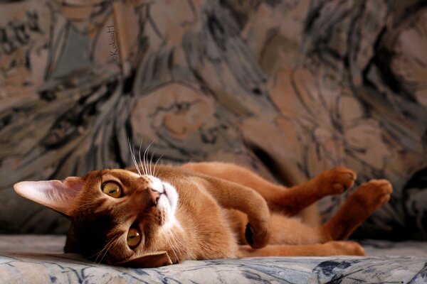 A ginger cat lying on a patterned sofa