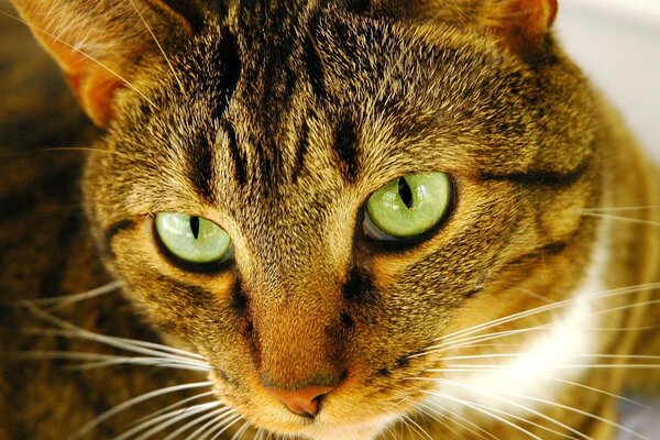 Hermoso gato con ojos verdes