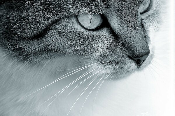 La mirada de un gato con bigote es fascinante