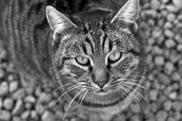 Ausdrucksstarker Blick einer schwarzen und weißen Katze