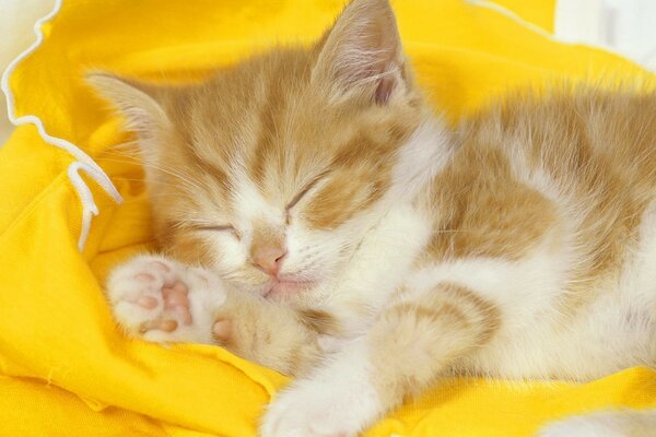 The cat sleeps sweetly on a yellow blanket