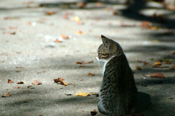 Gatito sentado en el asfalto entre las hojas caídas