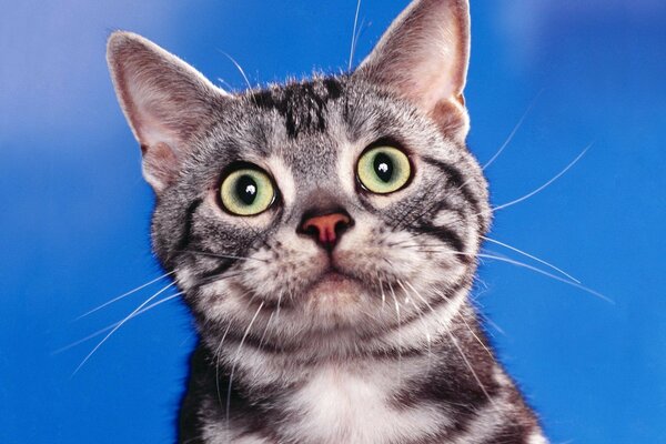 A striped cat with surprised eyes and sharp ears