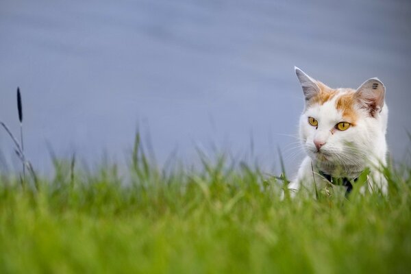 The cat hunts in the grass