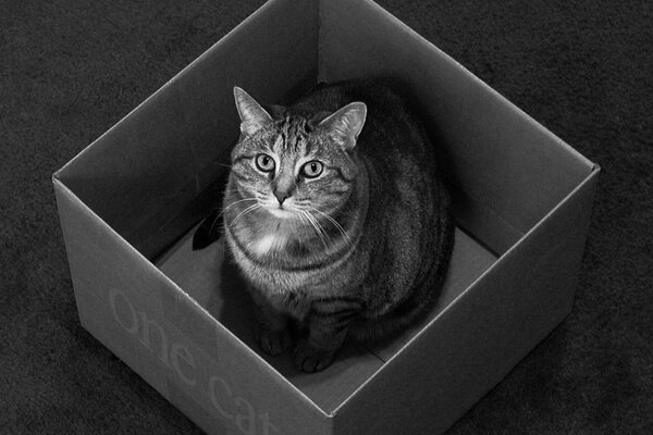 Schwarze und weiße dicke Katze in einer Box