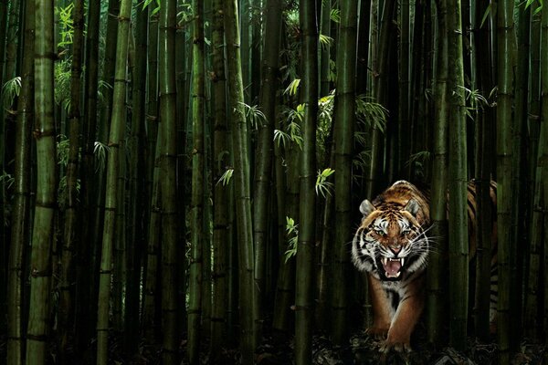 Тигр выходящий из бамбуковых зарослей