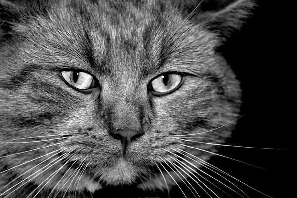 Foto en blanco y negro de la cara del gato