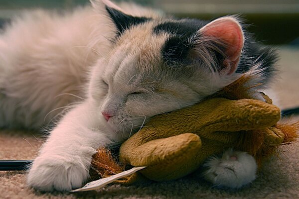 Die Katze schläft mit einem geliebten Freund