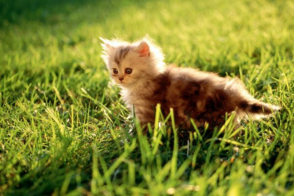 Fluffy kitten in the green grass
