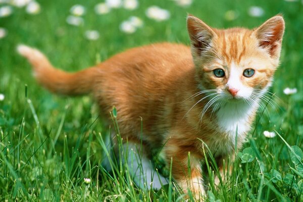 A red kitten in the green grass