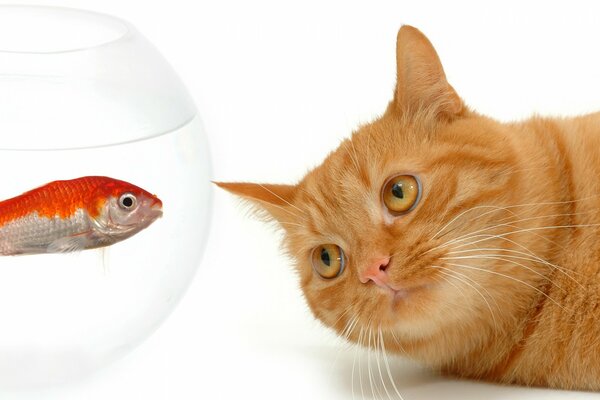 A red cat and a fish in an aquarium