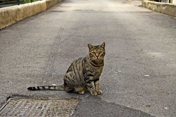 Gestreifte Katze sitzt auf der Straße