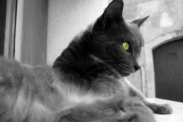 Black and white photo of a gray cat