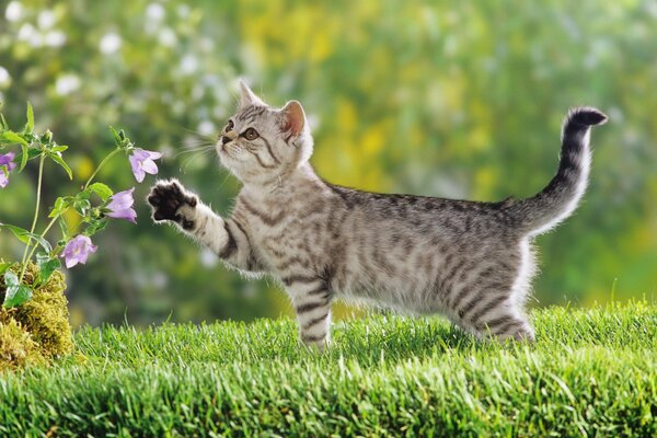 Lindo gato en la hierba con una flor