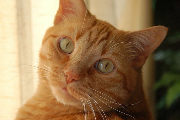 A red fluffy cat with green eyes