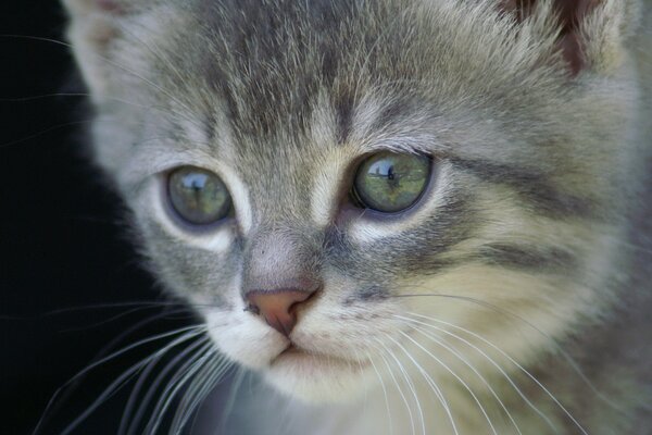 Mirada de gato hermosas fotos