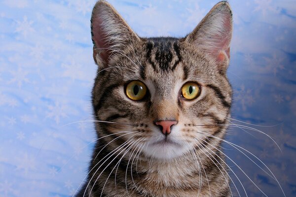 An important cat poses on a blue background