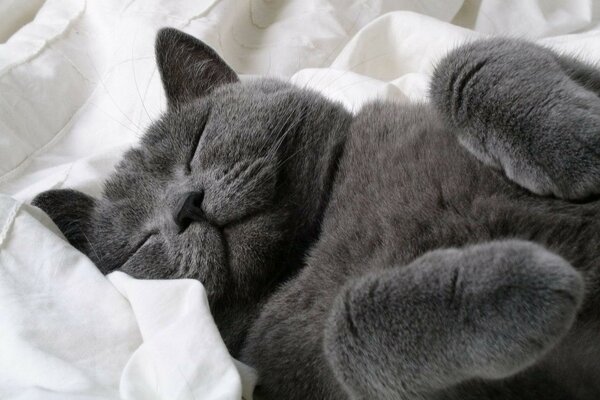 Sleeping grey cat on a white sheet