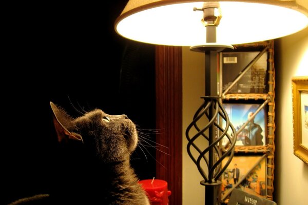 The cat looks at the lamp with interest