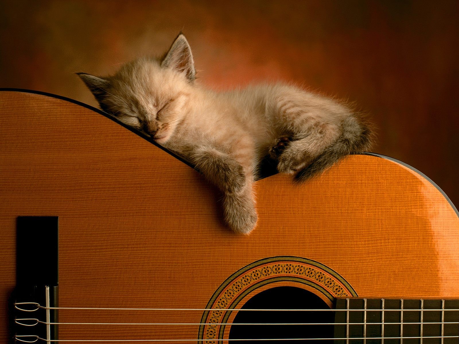 chaton guitare chat