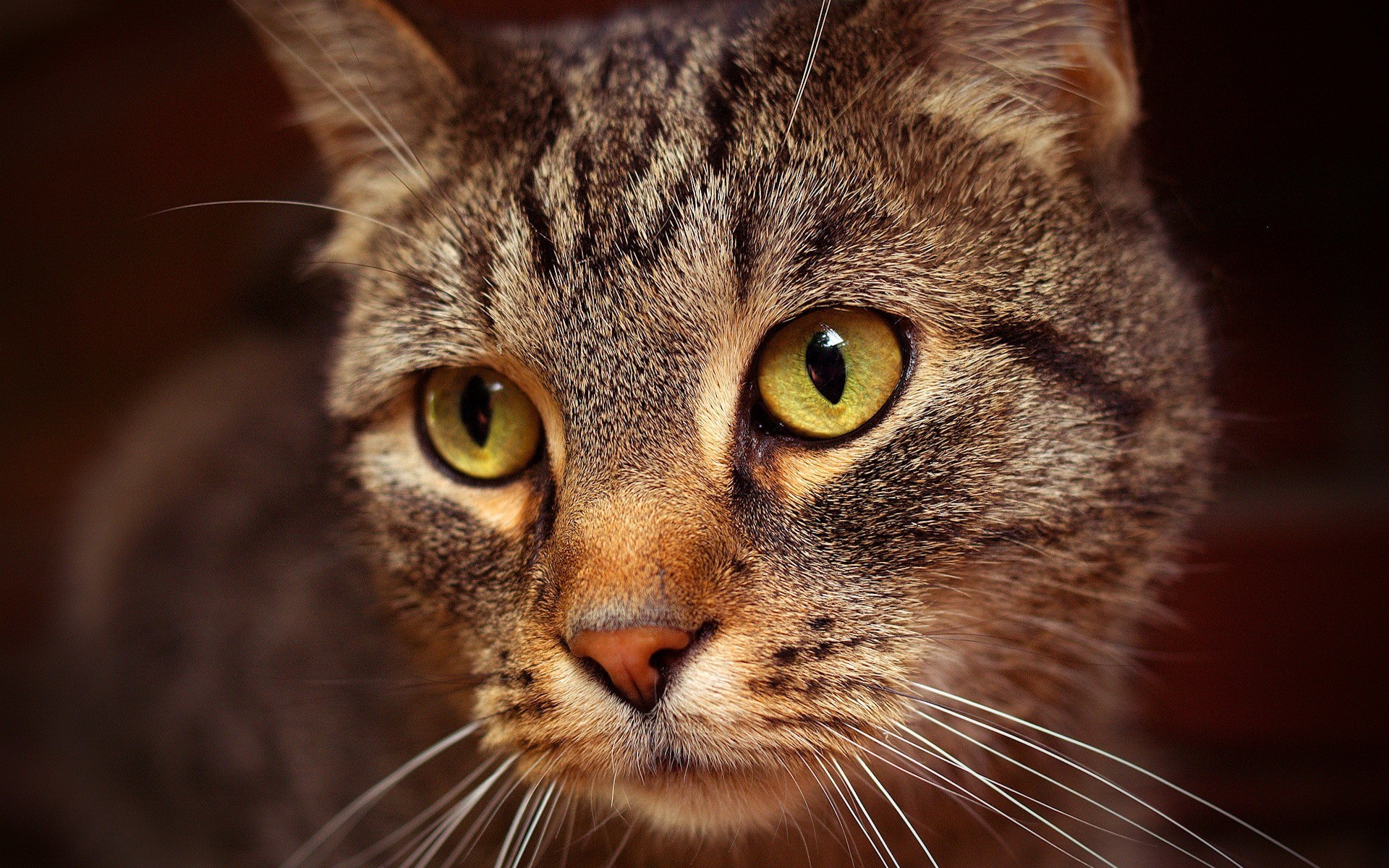 le chat le regard