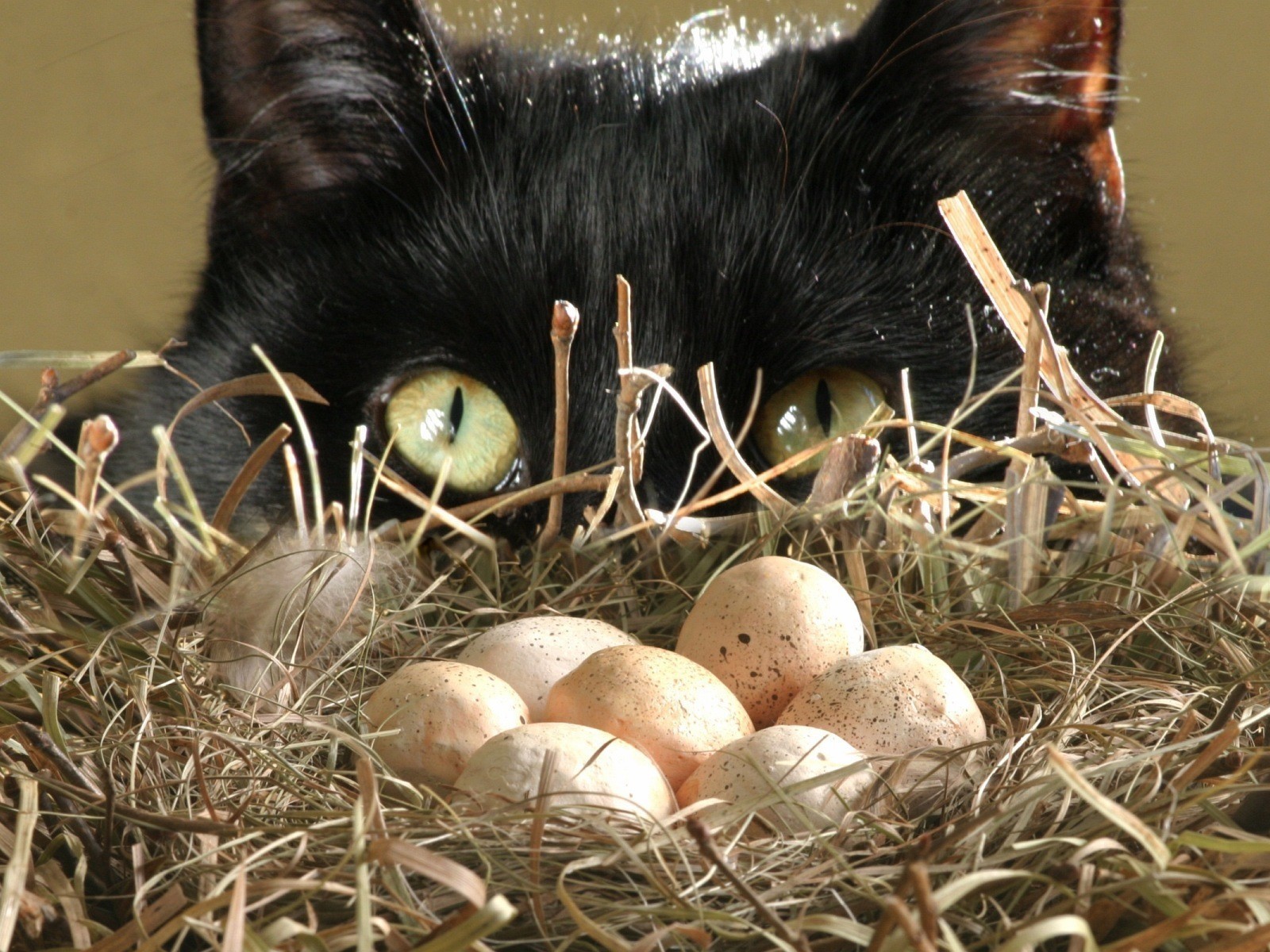 katze nest eier