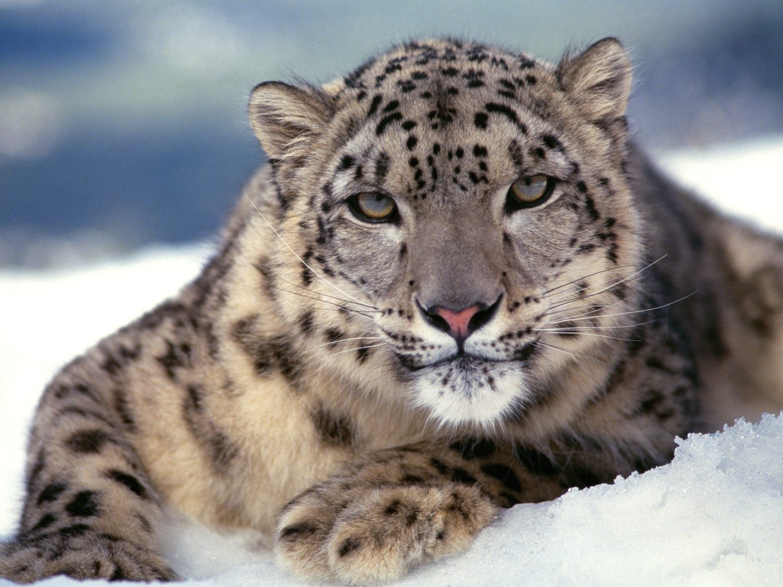 leopardo neve leopardo delle nevi irbis