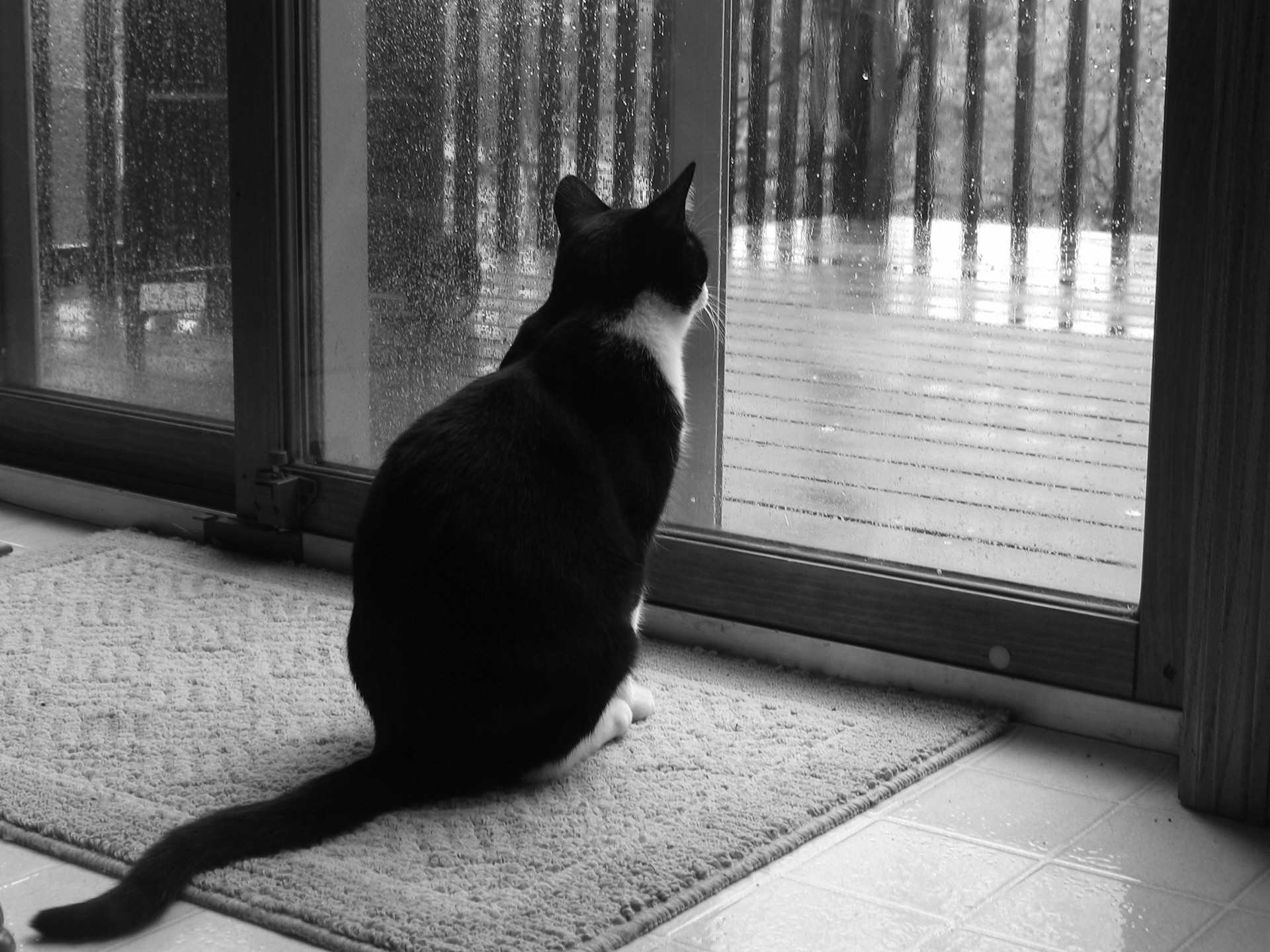 schwarz und weiß katze fenster regen traurigkeit