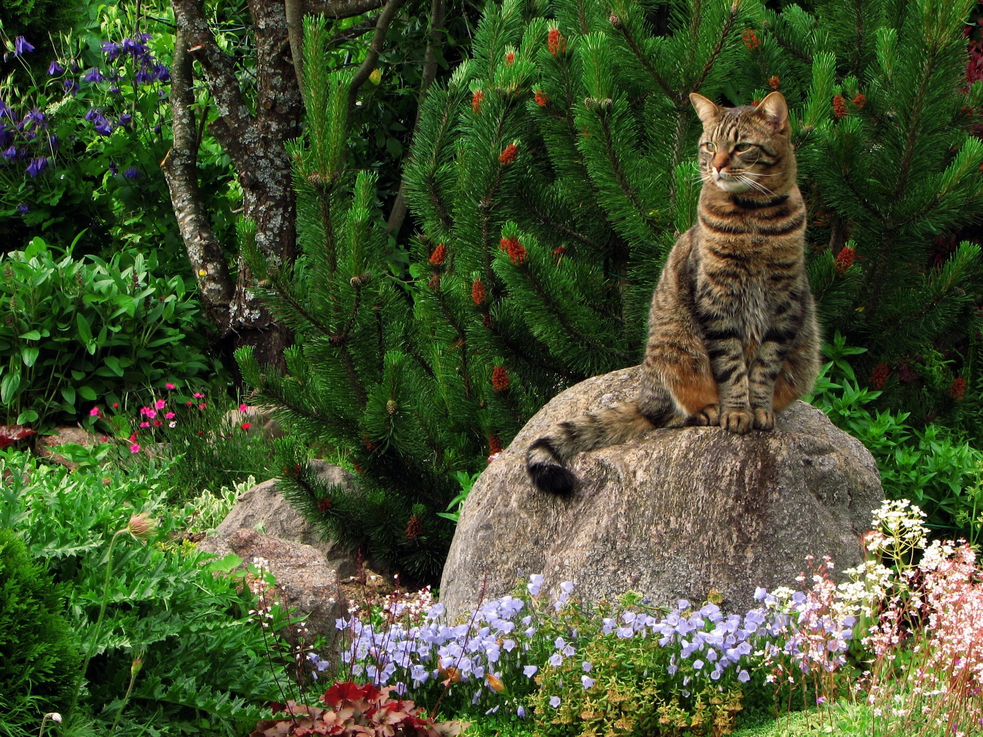 plantes pierre chat