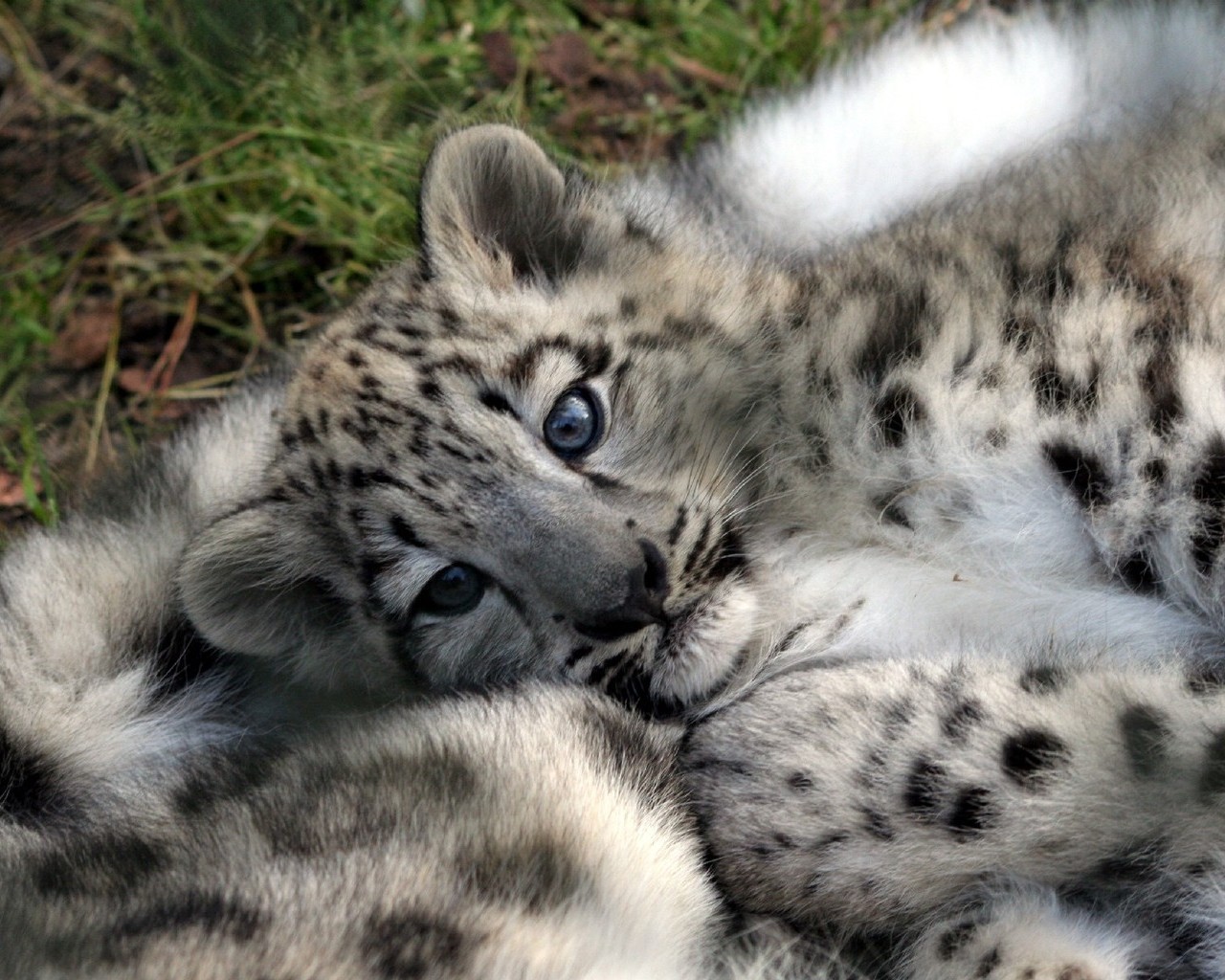 leopardo cucciolo animale