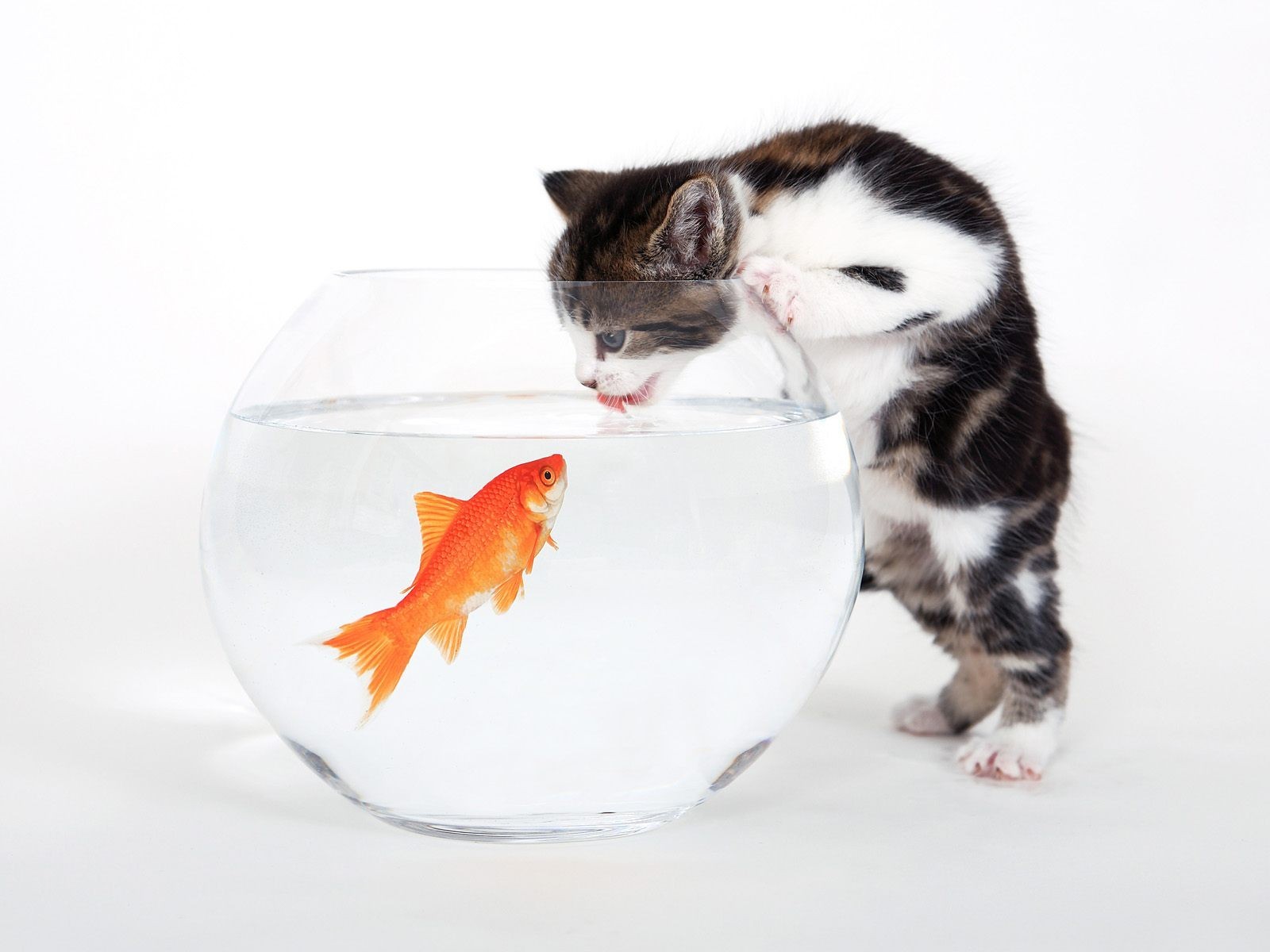 kitten aquarium fish white