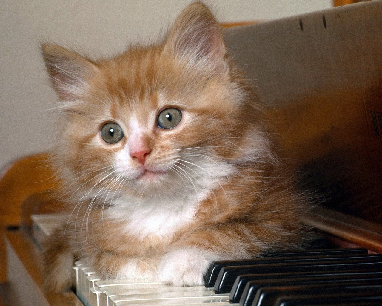 gattino rossa peloso pianoforte