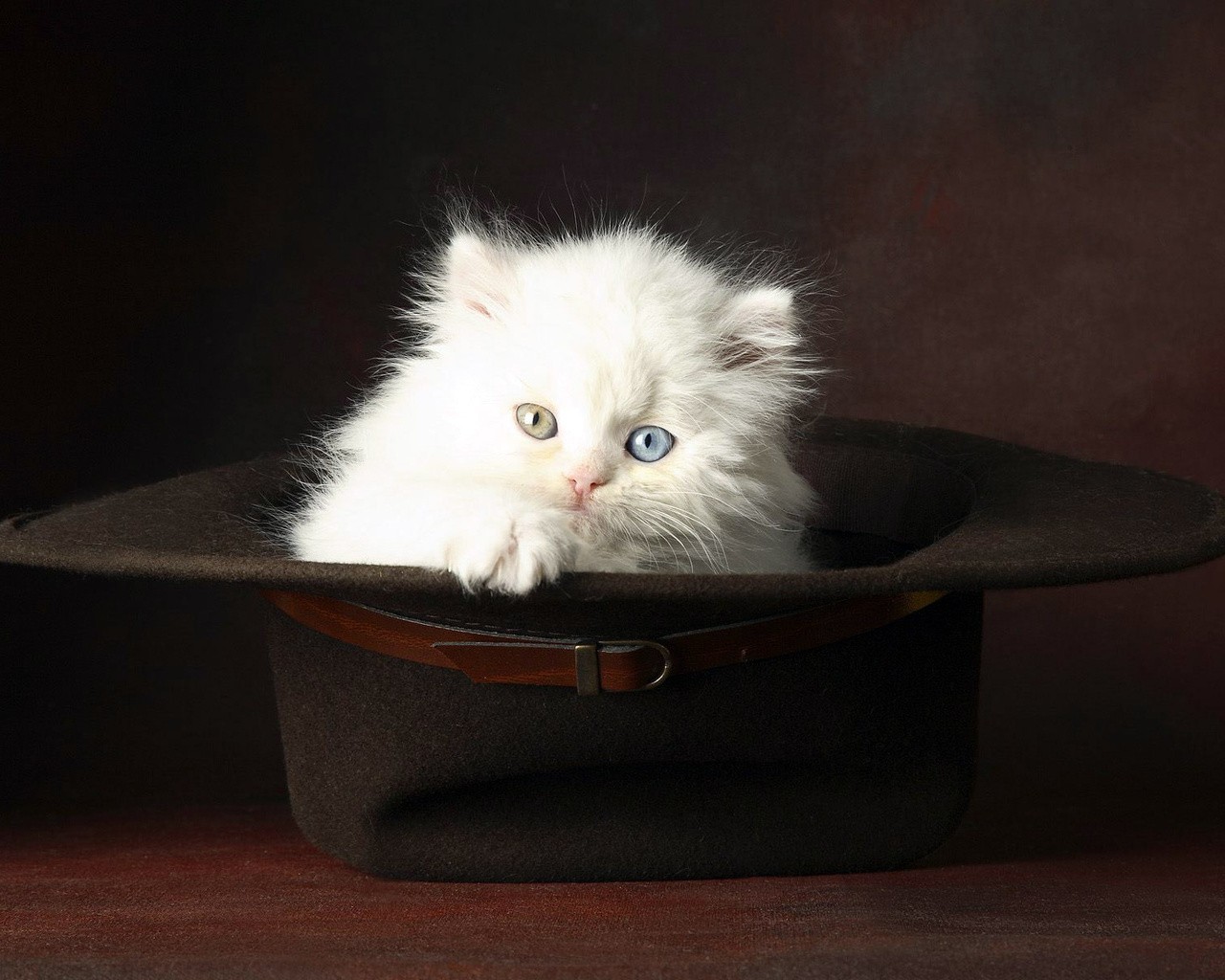 chaton blanc moelleux chapeau yeux