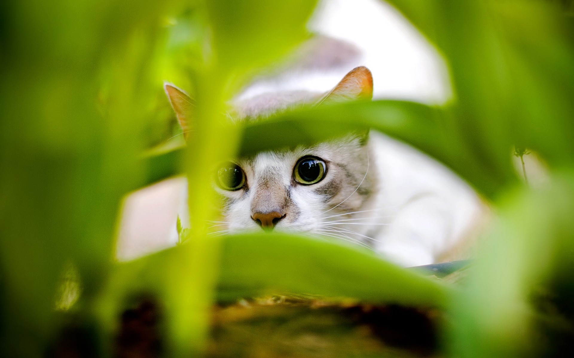 chat feuilles vert