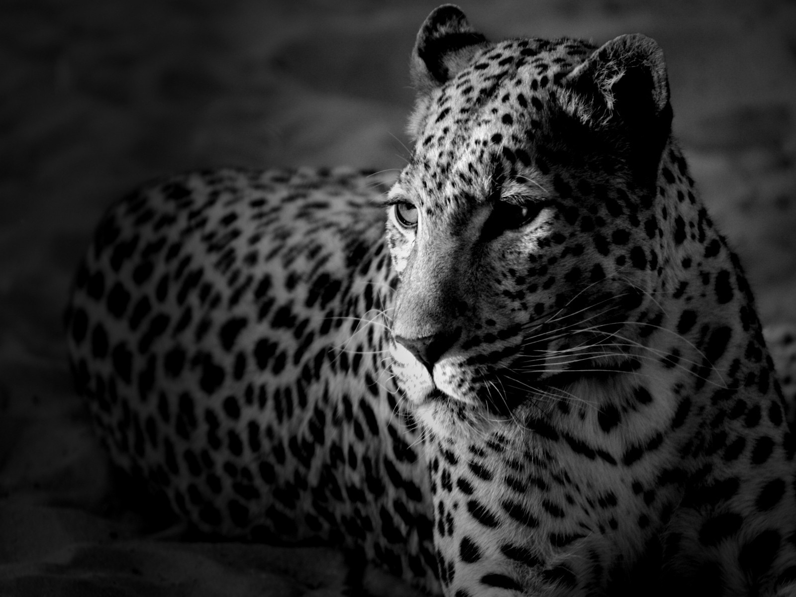 guépard noir et blanc