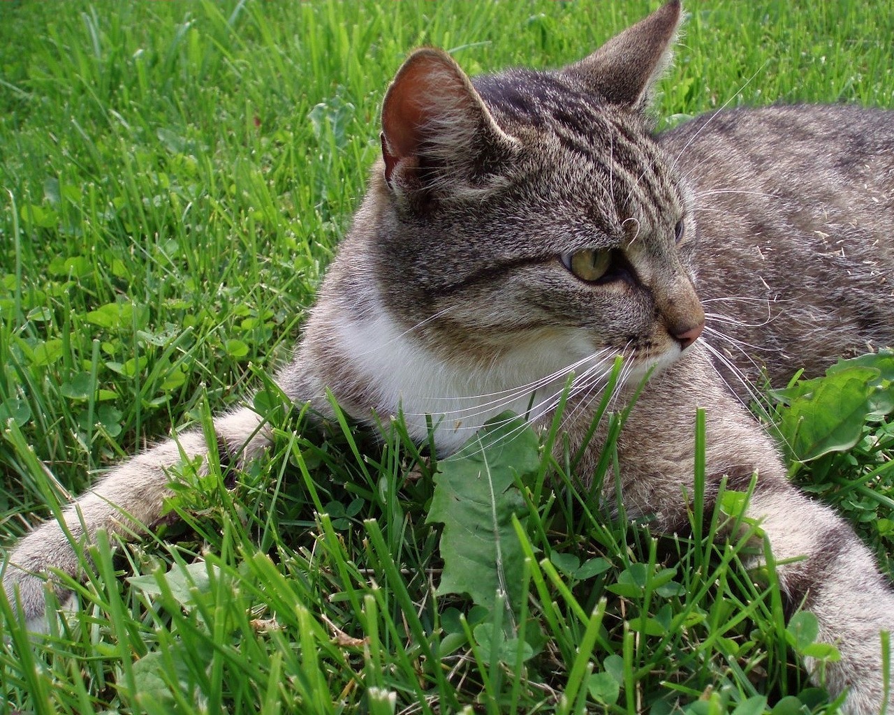 hierba verde gato