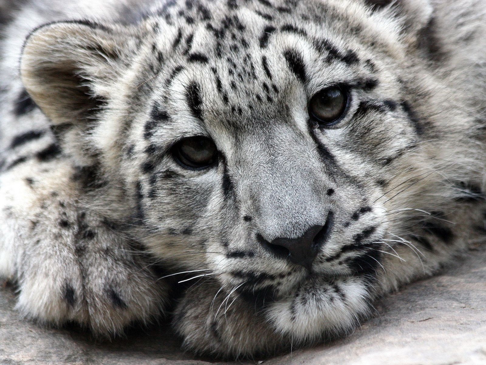 irbis leopardo de las nieves hocico depredador