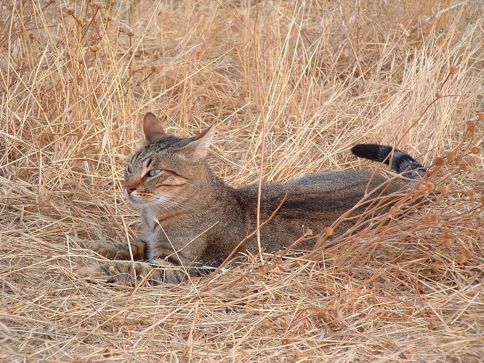 кошак трава