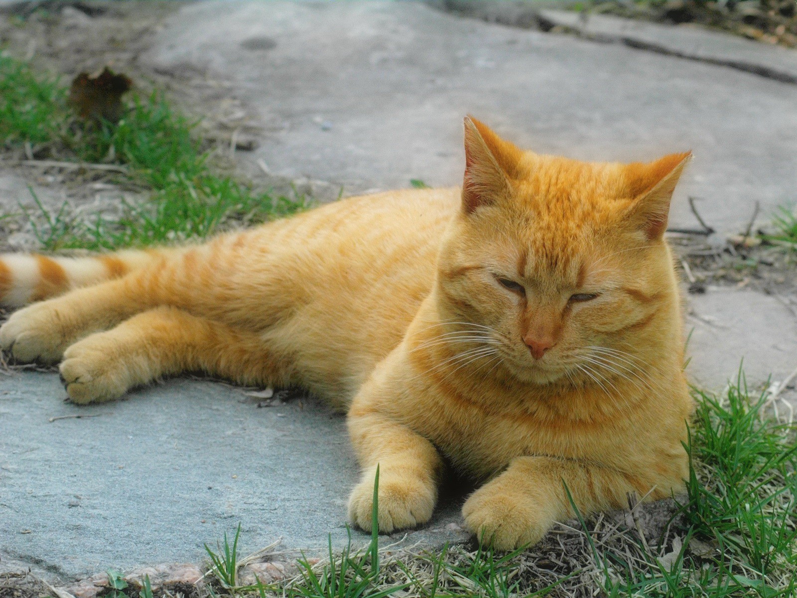 rojo gato hierba