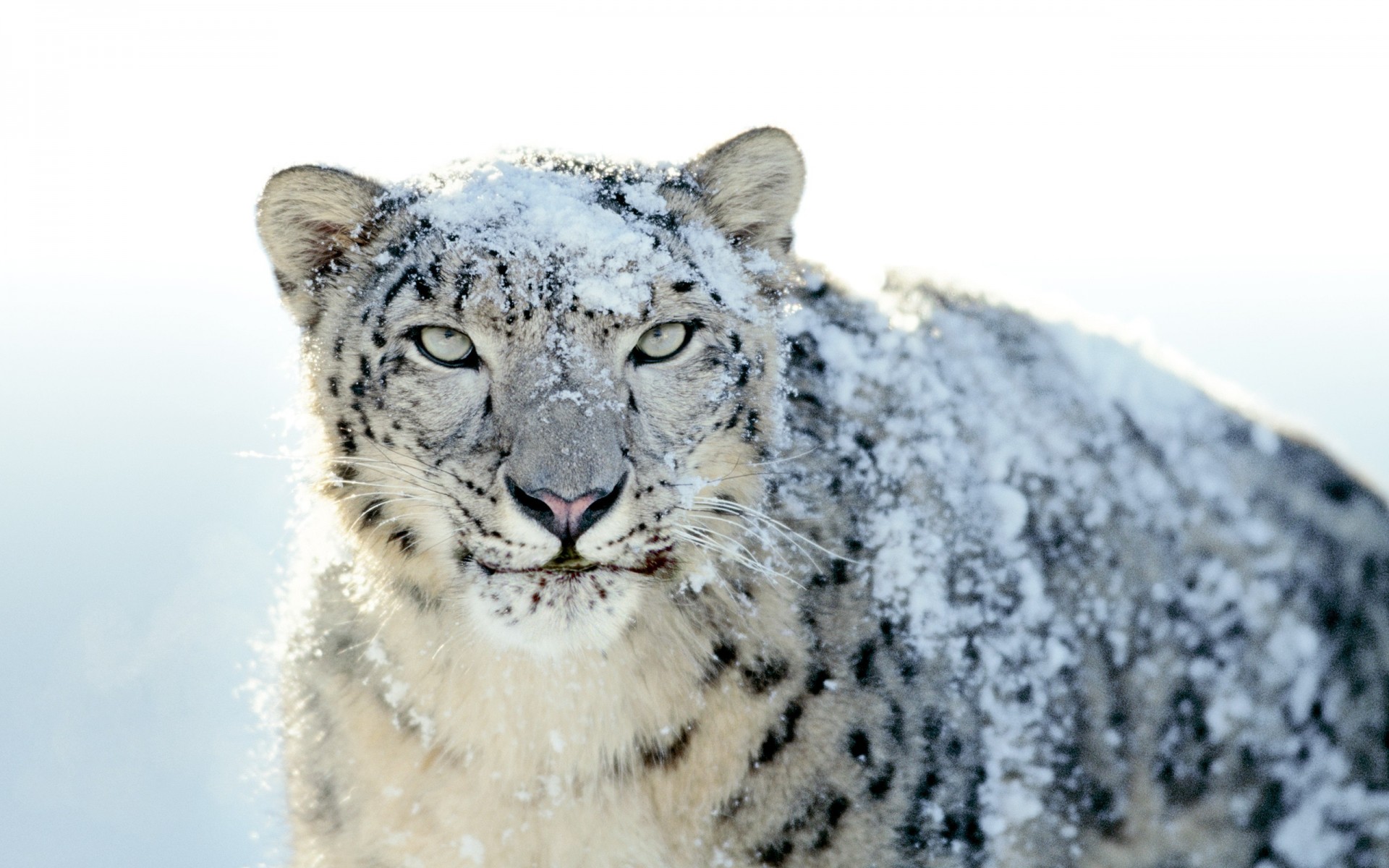 now snow leopard snow leopard