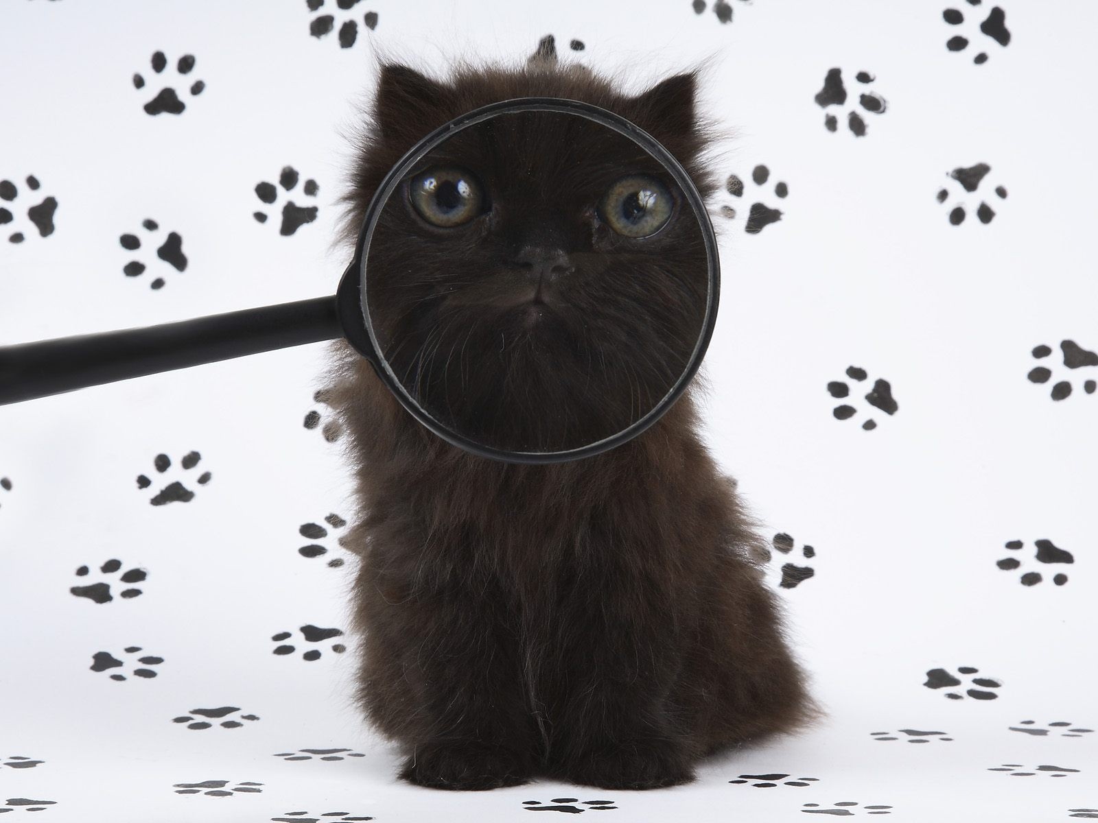 kitten humor magnifier trace