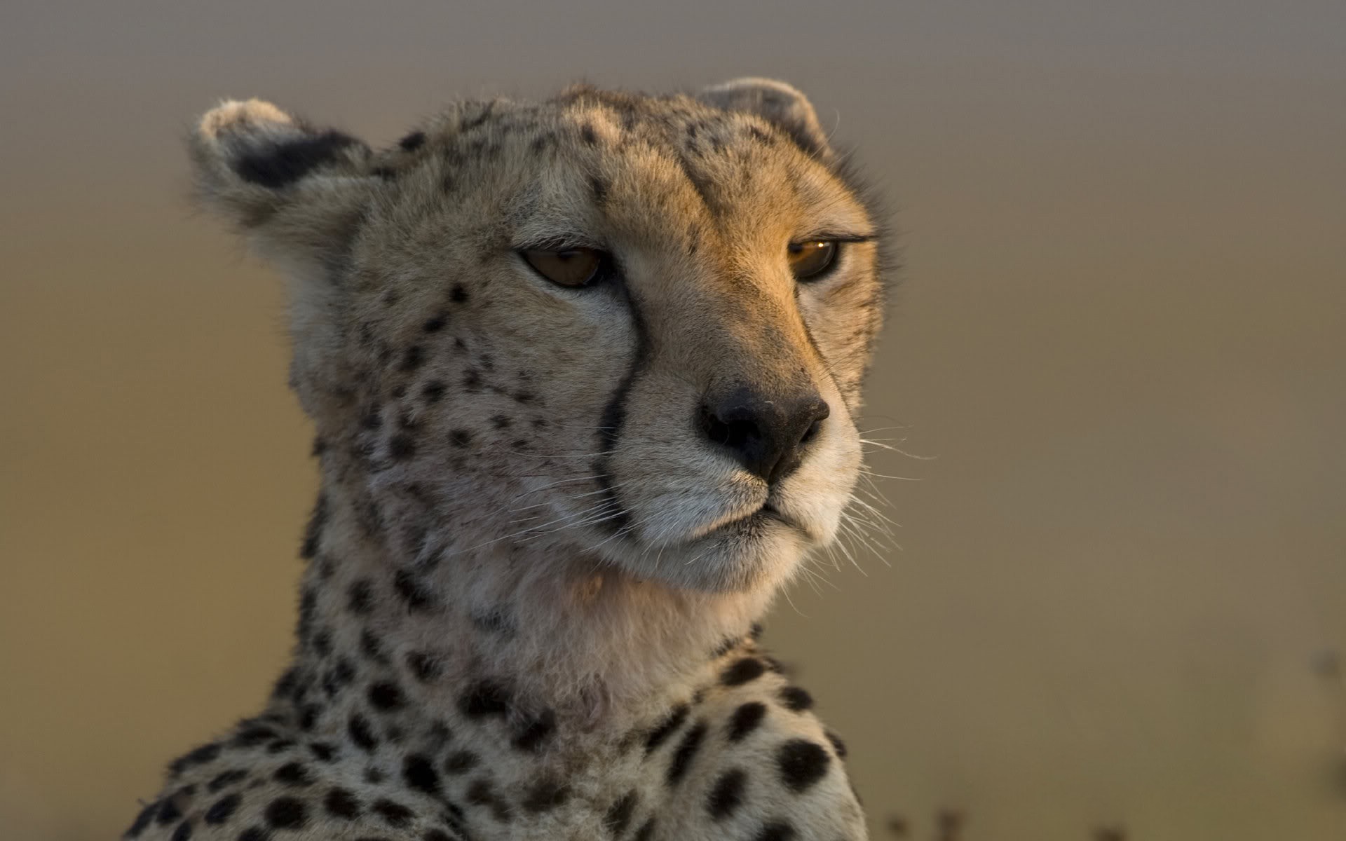 leopard schnauze blick