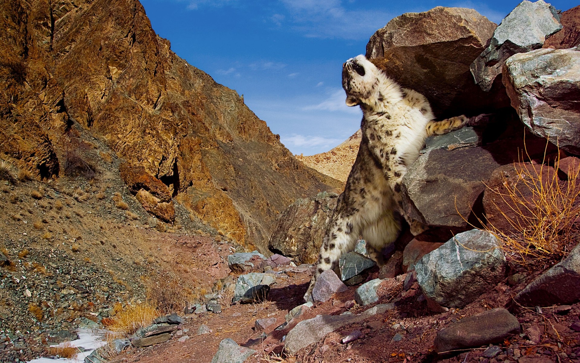 montagne rocce leopardo delle nevi