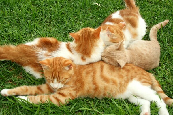 Four red cats sleeping on the grass