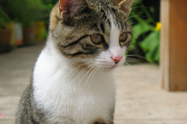 El gato hipnotiza la comida